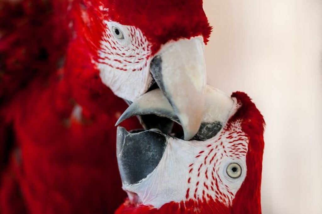 Μαμάδες και μωρά ζωάκια σε τρυφερά στιγμιότυπα (pics)