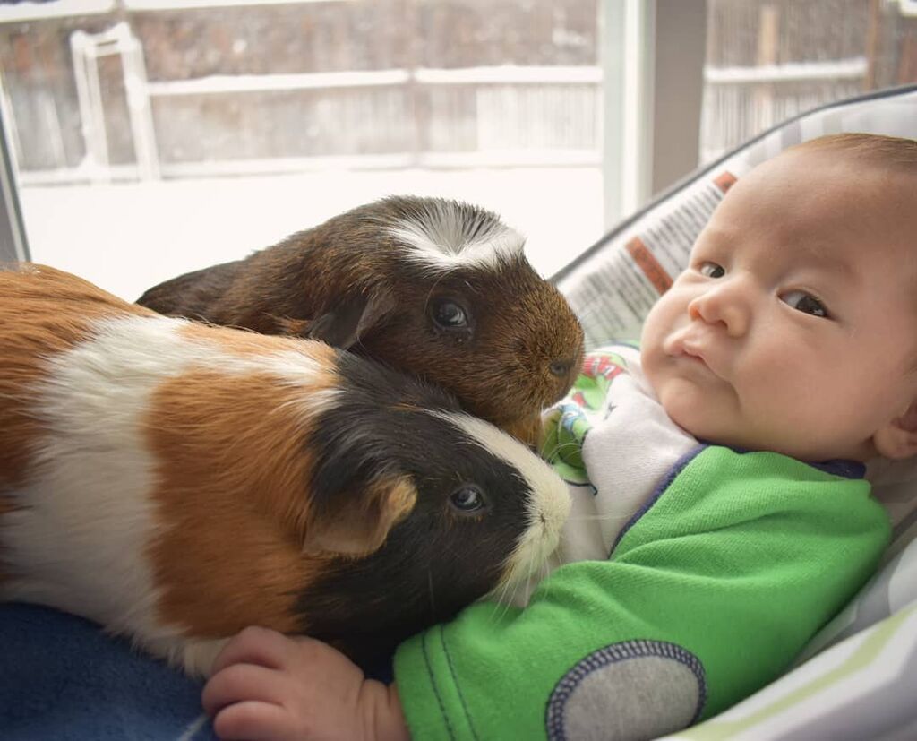 Πηγή φωτογραφίας: Instagram @pepper_the_guineapig_
