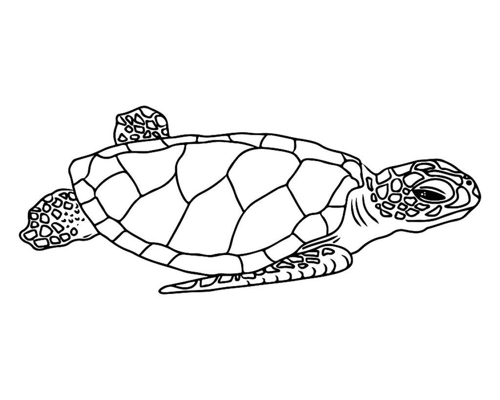 Δέκα χρωμοσελίδες με θαλάσσιες χελώνες (εικόνες για εκτύπωση)