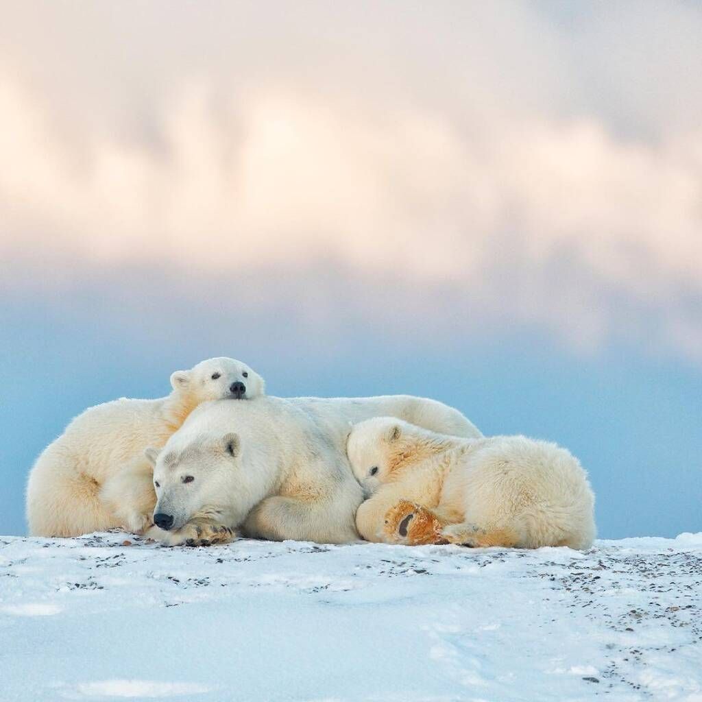 instagram @National Wildlife Federation