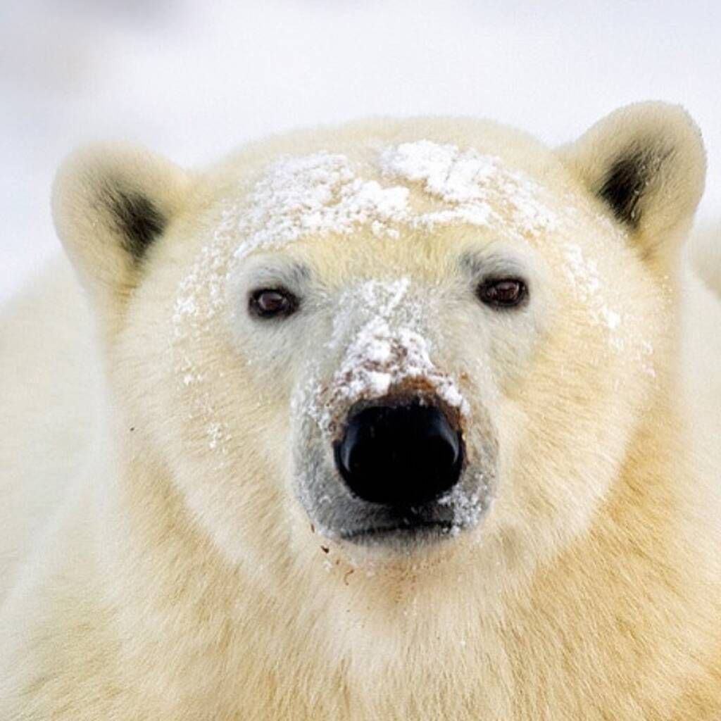 instagram @National Wildlife Federation