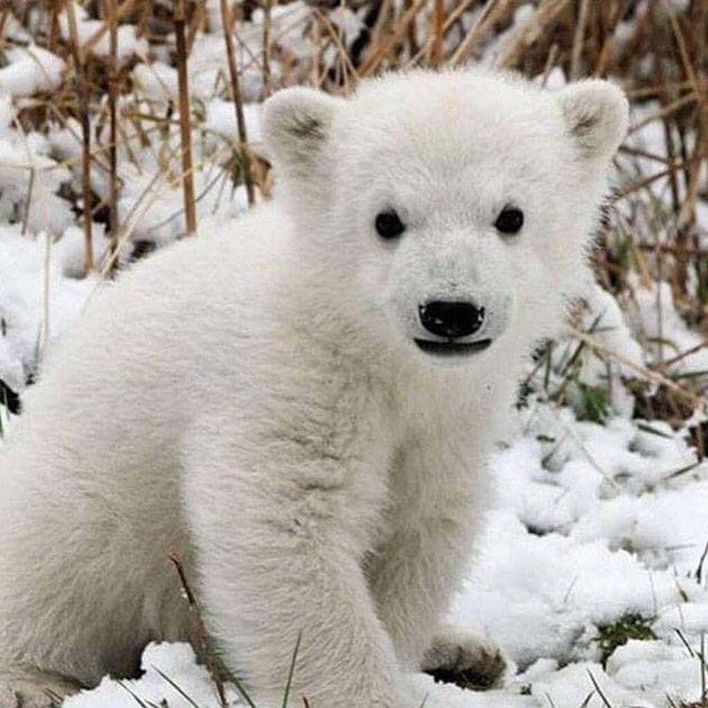 instagram @National Wildlife Federation