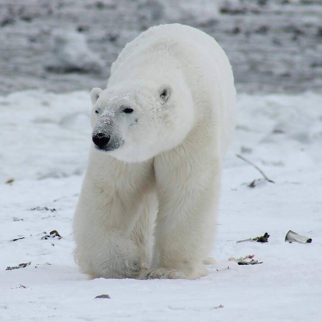 instagram @National Wildlife Federation