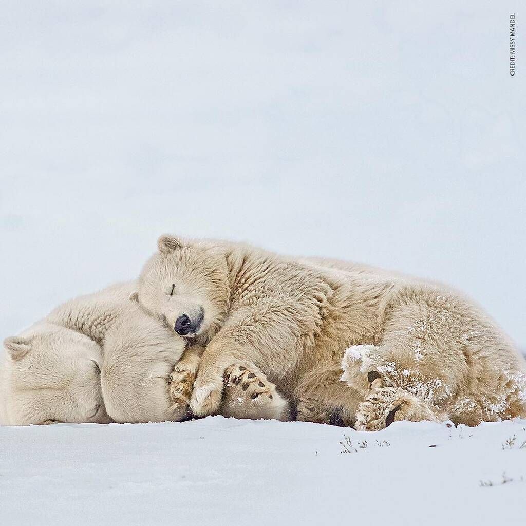 instagram @National Wildlife Federation