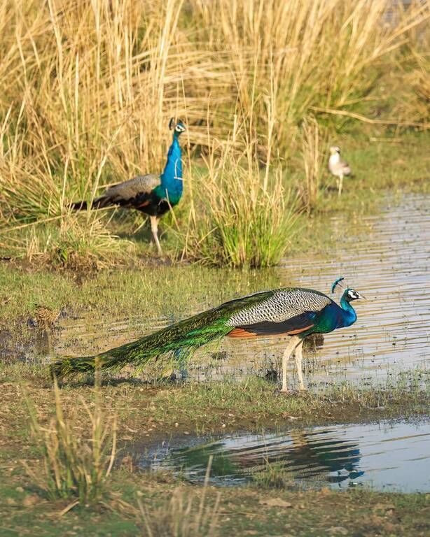 Είχαν την ευκαιρία να δουν σπάνια πουλιά