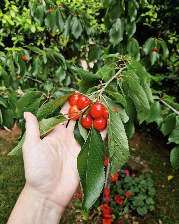 Και μόνο ότι είναι από την δική της κερασιά, τα κάνουν ξεχωριστά.