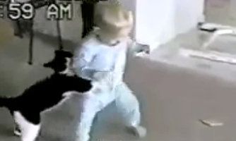 Αστείο βίντεο: Παιχνίδια ενός μπόμπιρα με μια γάτα