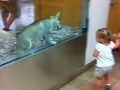 Απίθανο βίντεο: Κοριτσάκι τρέχει από εδώ και από εκεί με ένα χάσκι