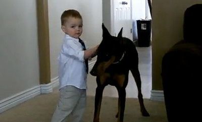 Βίντεο: Ντόμπερμαν και πιτσιρίκι οι καλύτεροι φίλοι