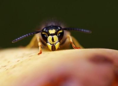 Πώς αντιμετωπίζουμε τα τσιμπήματα από σφήκα και μέλισσα;