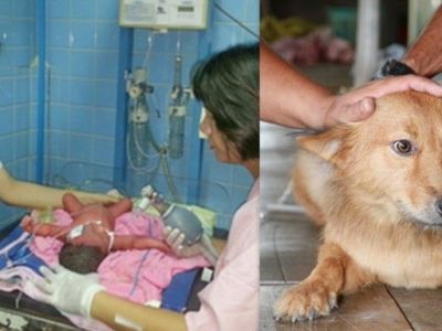 Σκύλος έσωσε νεογέννητο που βρήκε στα σκουπίδια!