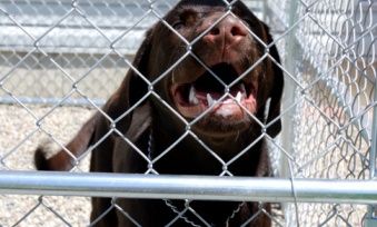 Πεντάχρονος νοσηλεύεται σοβαρά στο νοσοκομείο έπειτα από επίθεση σκύλου!