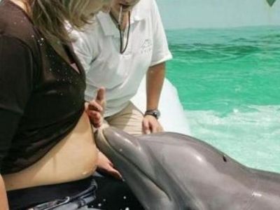 Έρευνα: Κι όμως τα δελφίνια μπορούν να «δουν» το έμβρυο!