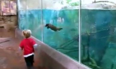 Το απίστευτο παιχνίδι ενός μπόμπιρα με μία γλυκύτατη βίδρα (βίντεο)