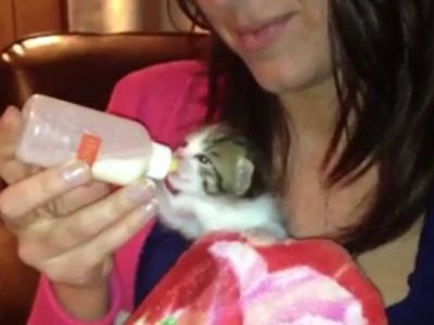 Μωρό γατάκι, πίνει γάλα από το μπιμπερό και αποκτά λόξιγκα