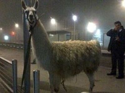 Δείτε την απίστευτη φωτογραφία με τους φοιτητές αγκαλιά με ένα λάμα!