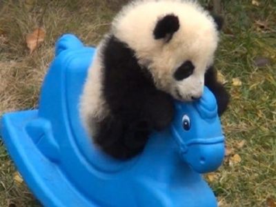 Ένα τρυφερό βίντεο: Οταν ένα μικρό πάντα παίζει με ένα πόνυ