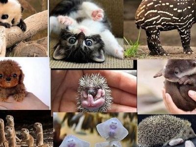 Αυτά τα νεογέννητα ζωάκια, μας έχουν κλέψει την καρδιά! (εικόνες)