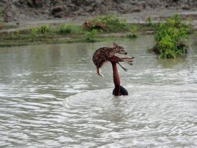 Αγόρι βούτηξε σε ορμητικά νερά για να σώσει μωρό ελαφάκι (φωτογραφίες)