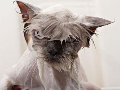 Βρεγμένες γατούλες εν δράσει! Πώς αντιδρούν όταν τις κάνουμε μπάνιο; (εικόνες)