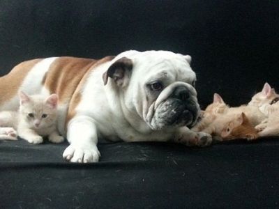 Το τρυφερό μπουλντόγκ «μεγαλώνει» τρία νεογέννητα γατάκια! (εικόνες)