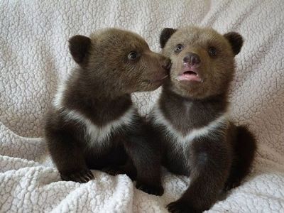 Τα πιο αξιαγάπητα νεογέννητα αρκουδάκια! (εικόνες)