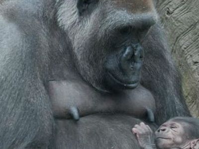 Αυτά τα νεογέννητα γοριλάκια θα σας κλέψουν την καρδιά! (βίντεο)