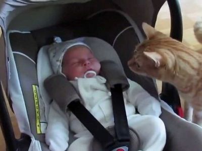 Οταν ένα νεογέννητο «φρικάρει» ένα γατί! (βίντεο)