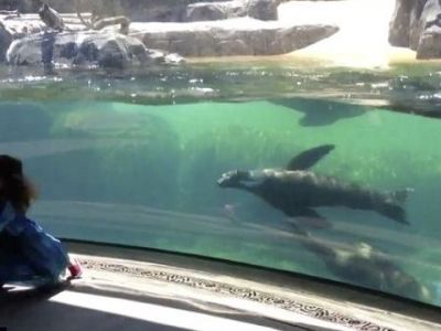 Δε θα πιστεύετε πώς αντιδρά ένα θαλάσσιο λιοντάρι όταν βλέπει ένα κοριτσάκι να πέφτει! (βίντεο)