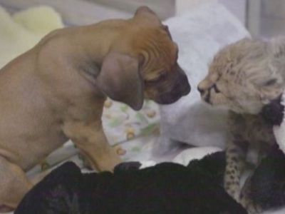 Μοναδικό! Δείτε πώς αντιδρά ένα μωρό τσίτα όταν βρεθεί με ένα σκυλάκι (βίντεο)