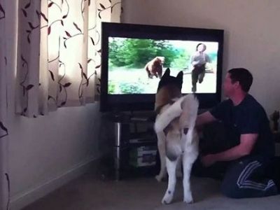 Απίστευτο! Σκύλος προσπαθεί να σώσει αγόρι από μία αρκούδα μέσα από την τηλεόραση (βίντεο)