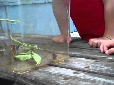 Η απίστευτη αντίδραση ενός αγοριού όταν πετάγεται πάνω του μία πεταλούδα! (βίντεο)