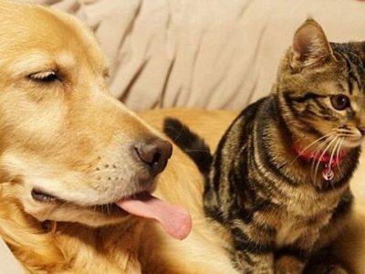 Η καλύτερη οικογένεια: Ένας σκύλος-πατέρας για τα αδέσποτα γατάκια (εικόνες)