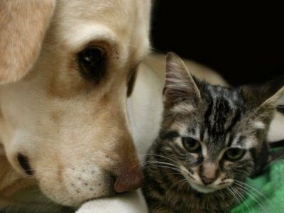 Μπορείτε να πάρετε κατοικίδιο ακόμη κι αν έχετε αλλεργία!