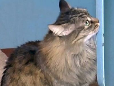 Μοναδικό: Γάτα έσωσε εγκαταλελειμμένο μωρό κρατώντας το ζεστό (εικόνες)