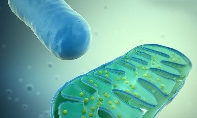 Δωρεά μιτοχονδριακού DNA: Μάθετε τα πάντα για τη νέα εμβρυολογική τεχνική στην εξωσωματική γονιμοποίηση