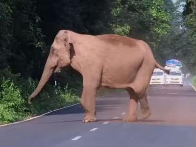 Προστατευτική ελεφαντίνα έκλεισε το δρόμο ώστε να περάσει η οικογένειά της με ασφάλεια! (βίντεο)