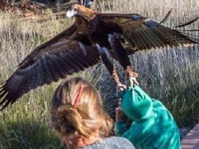 Κι όμως συνέβη: Αετός επιχείρησε να αρπάξει αγόρι στην Αυστραλία! (φωτό)