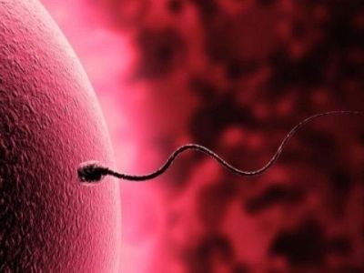 Σημαντικές εξελίξεις στην παρθενογένεση: Αναπτύχθηκαν έμβρυα χωρίς τη γονιμοποίηση ωαρίου