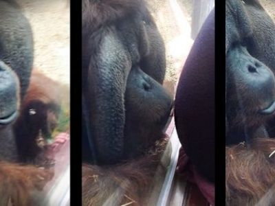 Δείτε την τρυφερή αντίδραση ενός ουρακοτάγκου σε μία εγκυμονούσα (βίντεο)