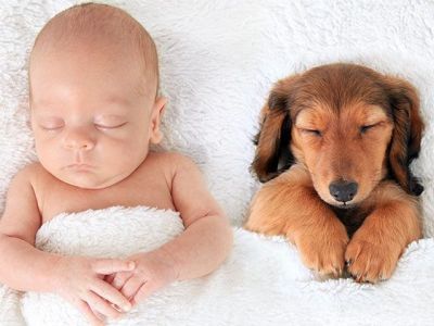 Φωτογραφίες που αποδεικνύουν ότι ο σκύλος είναι η καλύτερη συντροφιά στο κρεβάτι