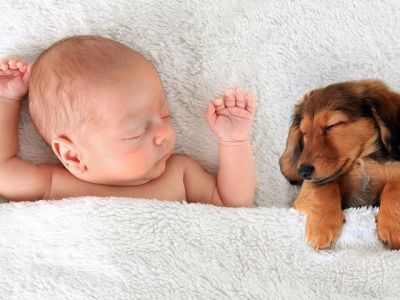 «Ασπίδα προστασίας» ενάντια σε αλλεργίες και παχυσαρκία τα… κουτάβια!