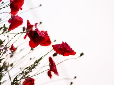 Το έλαιο παπαρούνας μπορεί να αυξάνει τη γονιμότητα