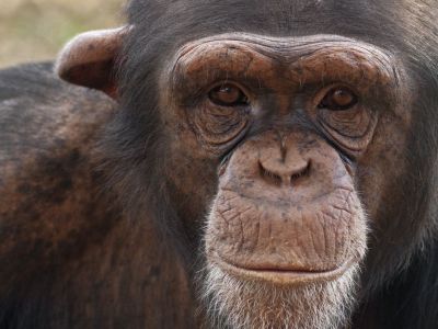 Αττικό Ζωολογικό Πάρκο: Μοναδικές εμπειρίες για όλη την οικογένεια
