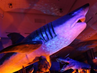 Η έκθεση «Δεινόσαυροι και τέρατα των θαλασσών» από τις 8 Μαΐου στον Ελληνικό Κόσμο