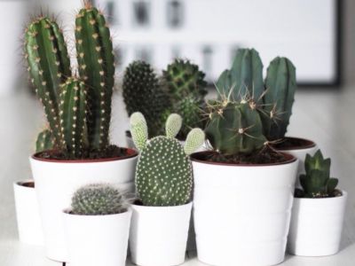 Kάκτοι - Το καλοκαιρινό must στη διακόσμηση του σπιτιού μας (vid & pics)