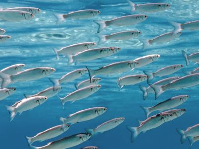 Στο βάθος δίχτυ!