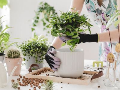 # Μένουμε _ σπίτι: Απλοί τρόποι να διακοσμήσετε το σπίτι με φυτά (vid)