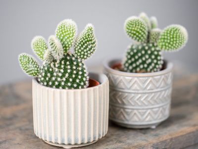 #Mένουμε_Σπίτι: Πέντε ιδέες για να διακοσμήσετε τα κακτάκια στο σαλόνι σας (vid)