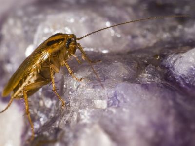 Έτσι θα διώξετε κατσαρίδες και κουνούπια από το σπίτι με φυσικό εντομοαπωθητικό (video)